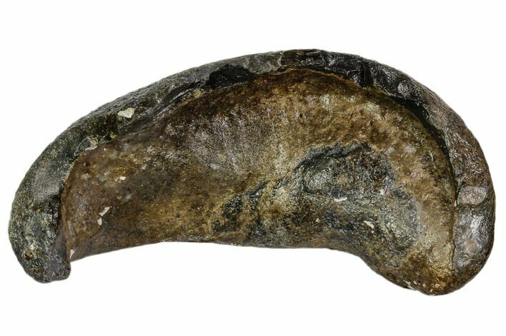 Fossil Whale Ear Bone - Miocene #109239